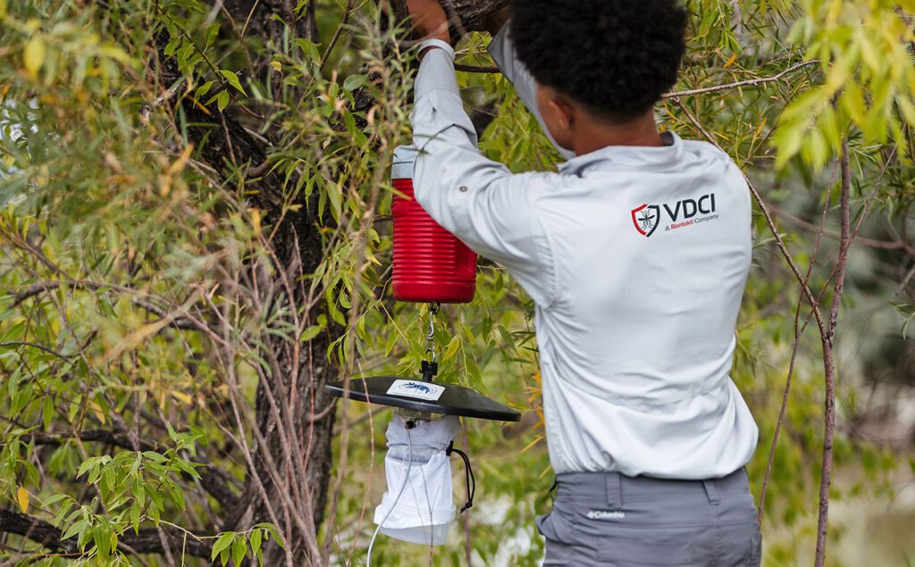 Setting a Mosquito Surveillance Trap