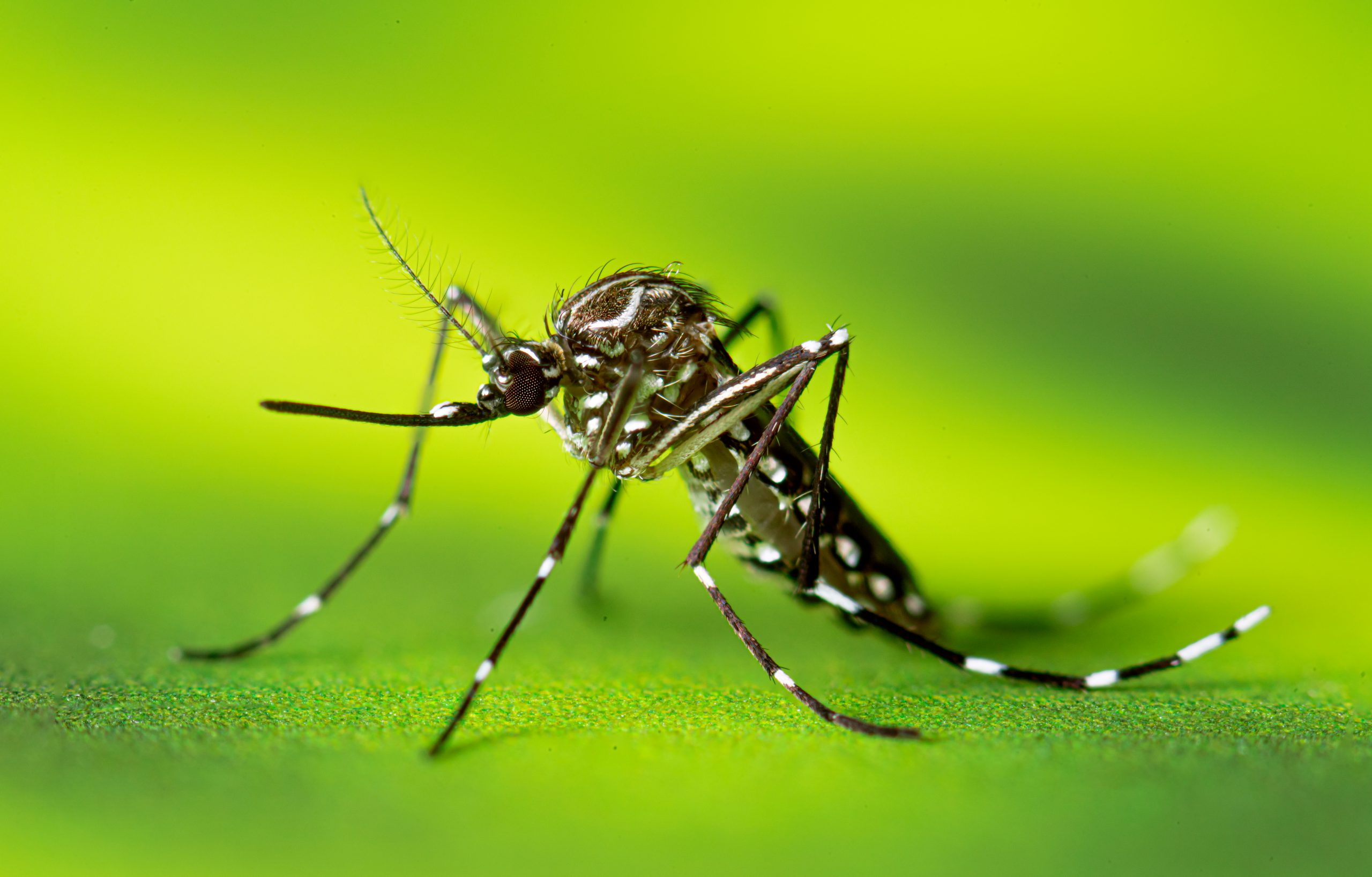 Aedes_aegypti_Adult_Mosquitoes