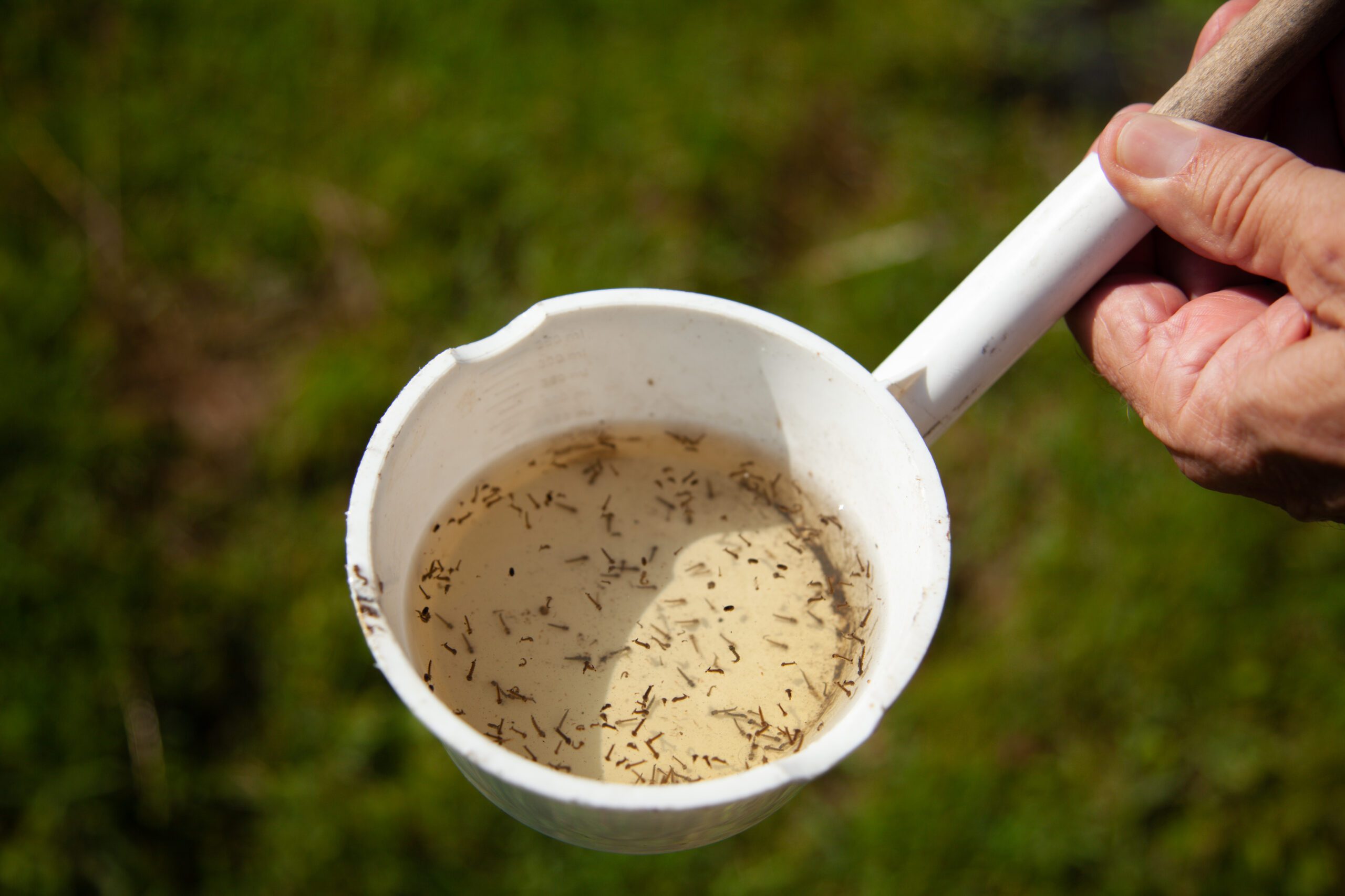 Mosquito larvae on sale