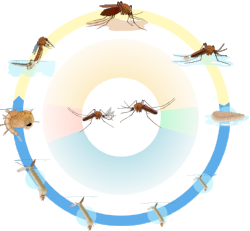 Mosquito Biology - Life Cycle - Vector Disease Control International