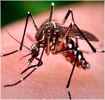 1_Aedes_aegypti_mosquito_eNews