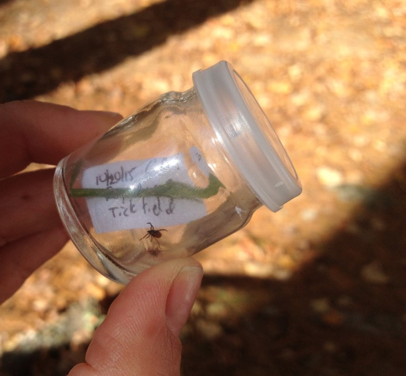 female_Adult_Black-legged_deer_tick_Ixodes_scapularis_disease_testing