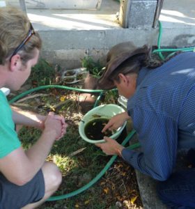 Larval_Habitat_inspection_with_CDC_USVI_StCroix_250