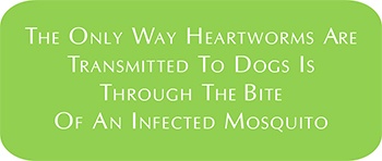 heartworm fact icon