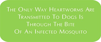 heartworm fact icon