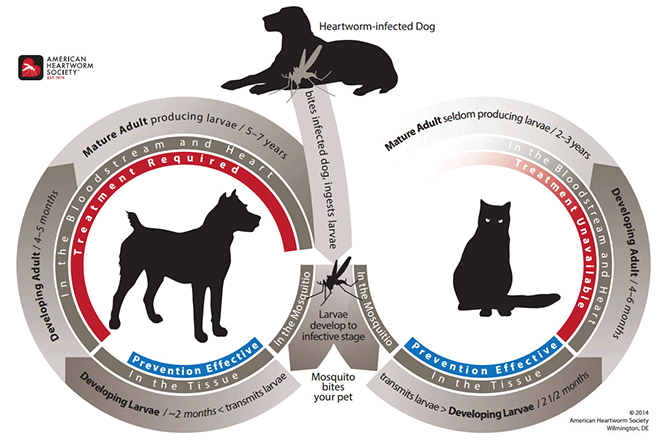 heartworm-life-cycle_American_Heartworm_Society.png