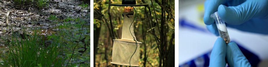 Mosquito Surveillance and Disease Monitoring