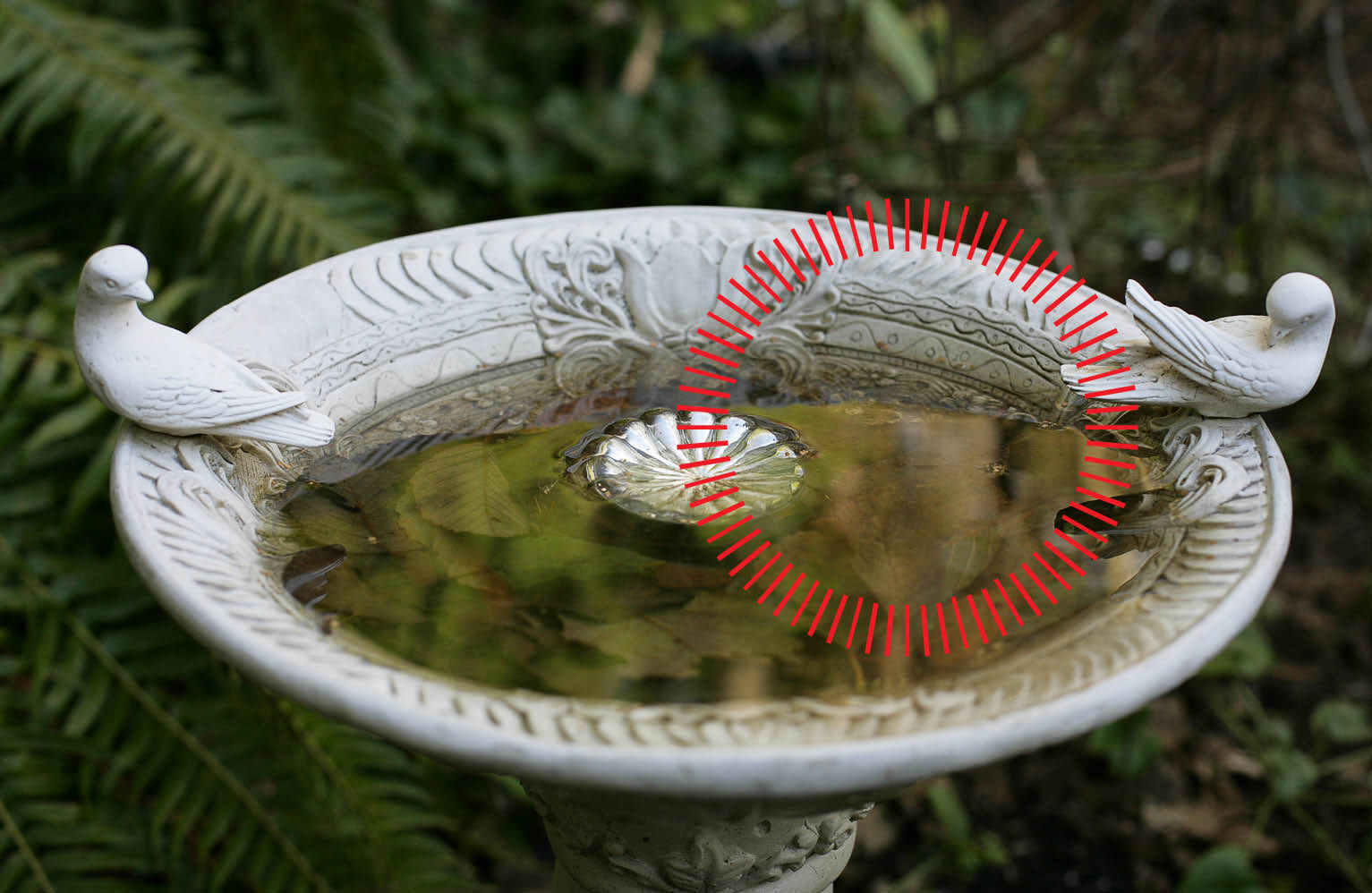 rentokil-736x479-blog-images-wmd-2019_birdbath