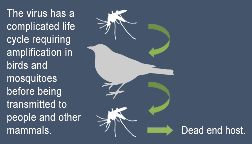 virus-life-cycle_mosquito-bird-mosquito.png