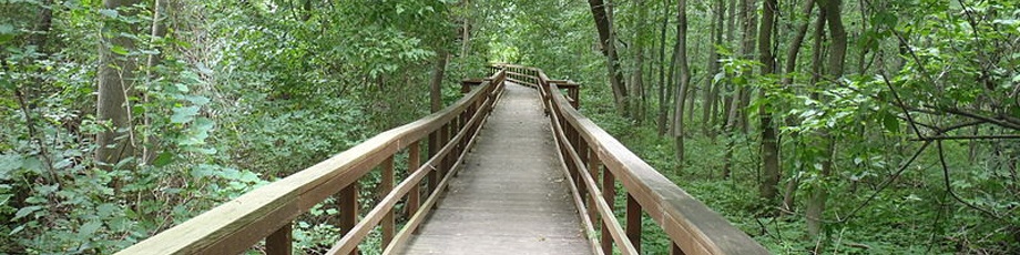 Bridge wooded path