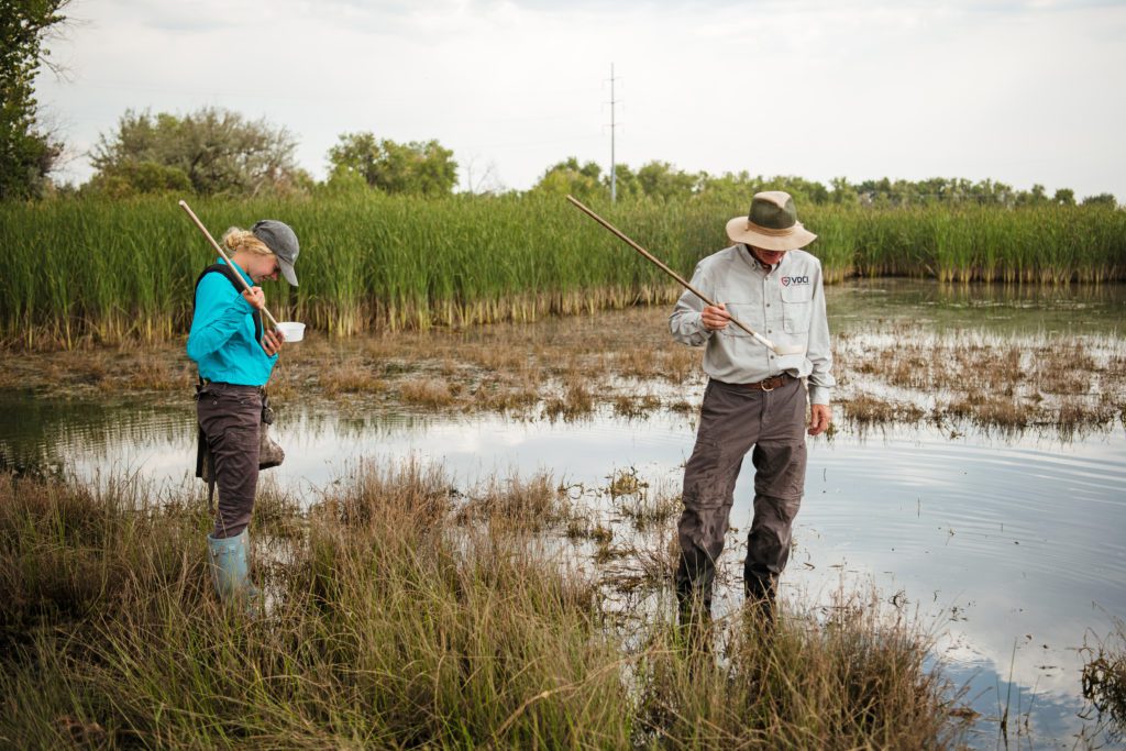 mosquito surveillance and testing