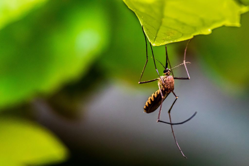 vdci mosquito closeup (3)