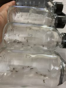 bottles mosquito testing - lab - insecticide -integrated mosquito management
