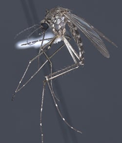 Aedes vexans on sale