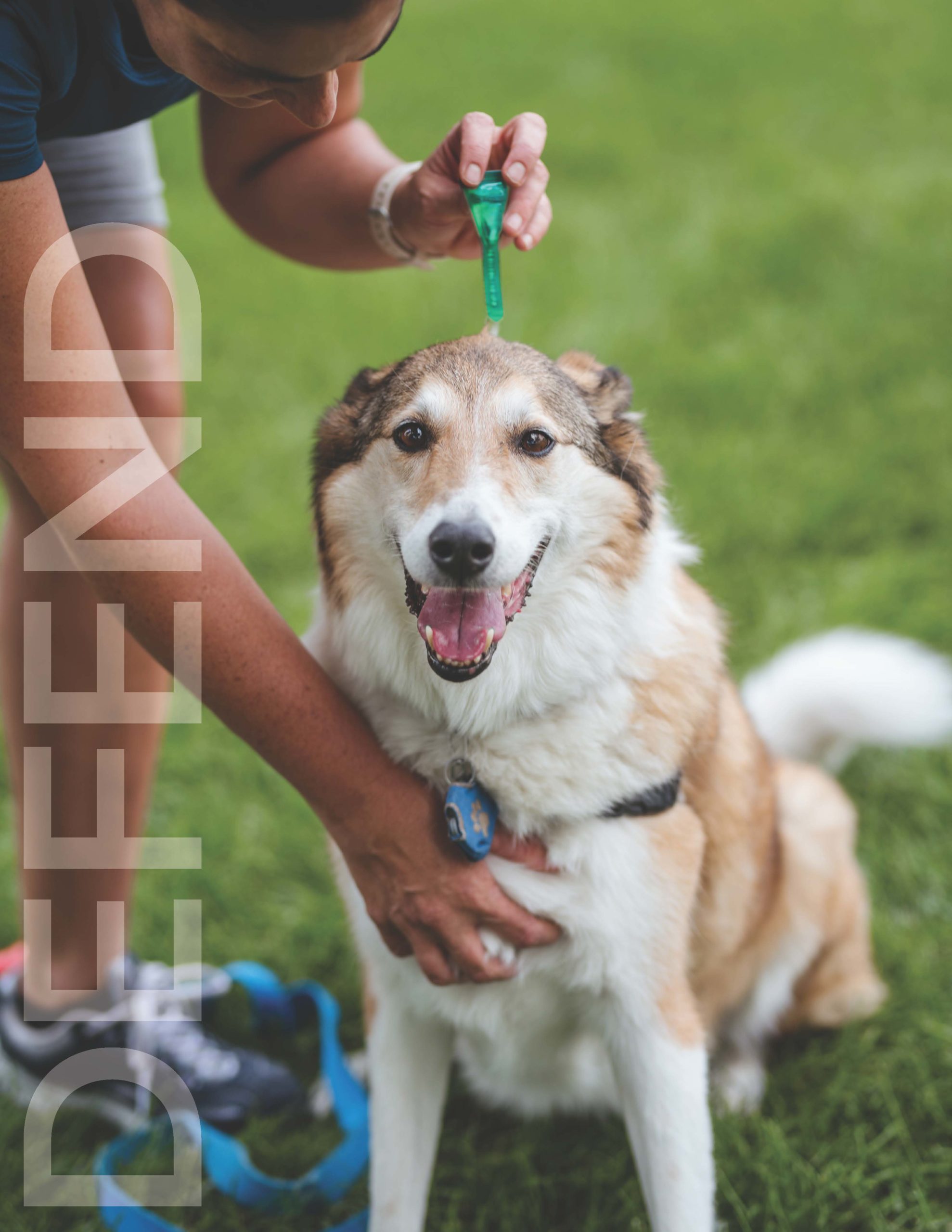 Are Mosquitoes Harmful to Dogs and Horses?