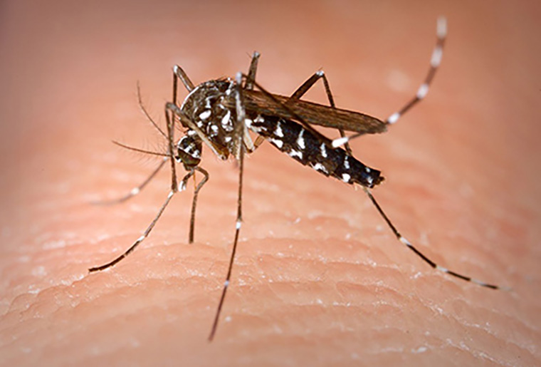 Asian tiger mosquito_Aedes_Albopictus-1