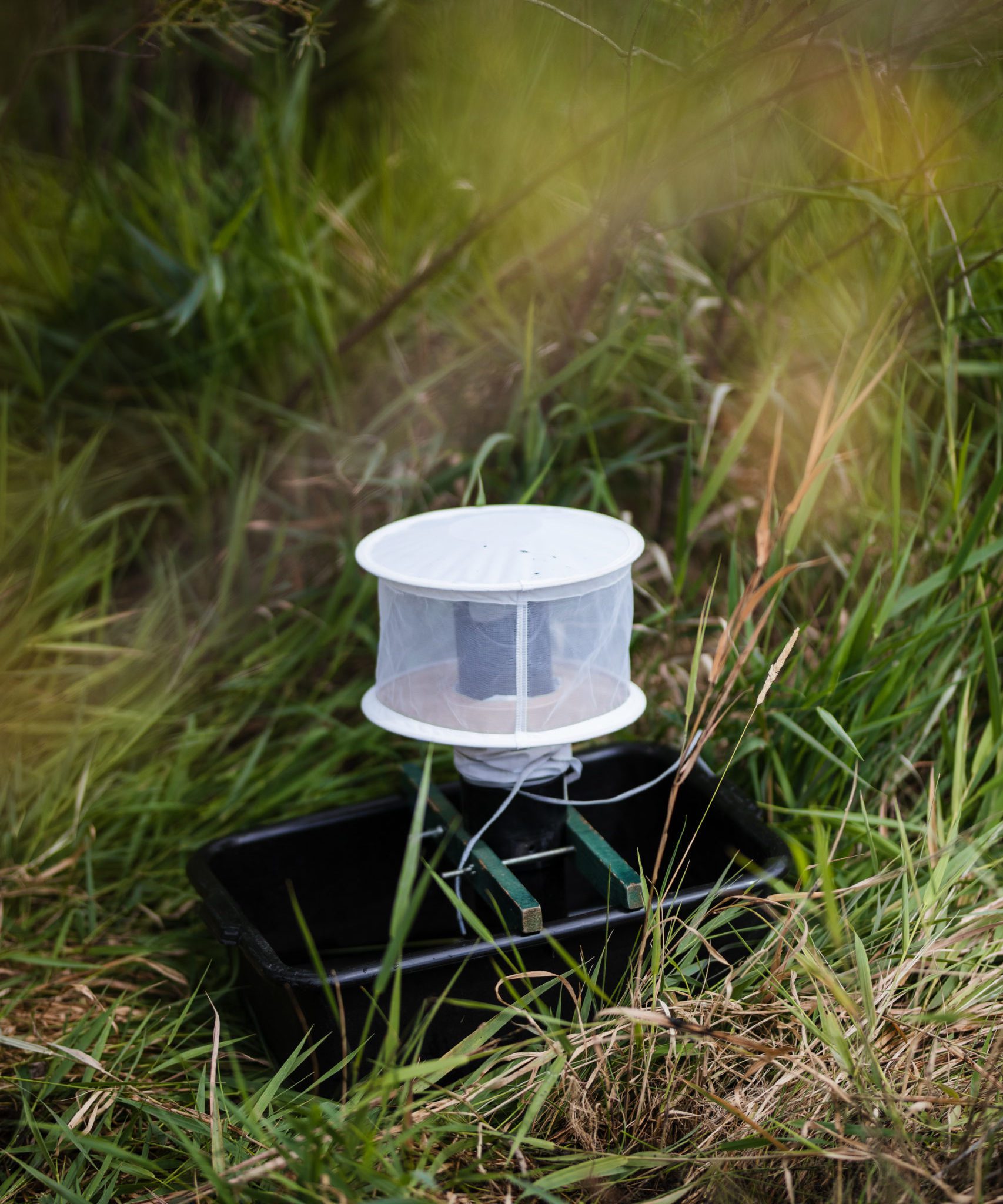 Mosquito trap