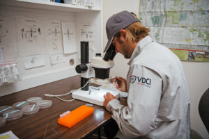 Surveillance and disease testing mosquito management