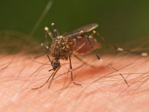 mosquito-born diseases webinar