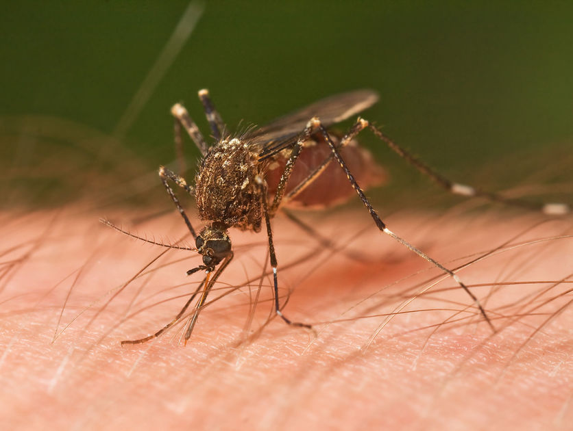 mosquito-born diseases webinar
