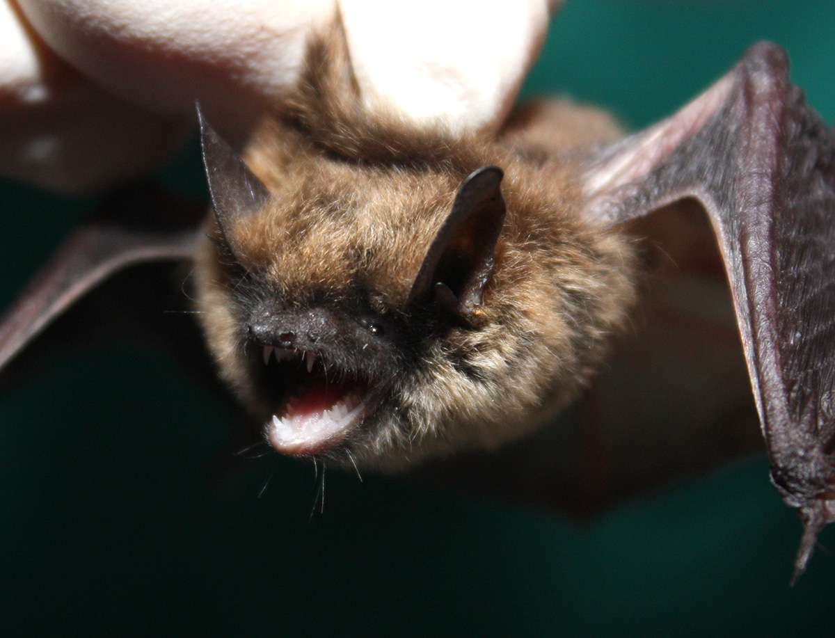 Eastern Small Footed Bat