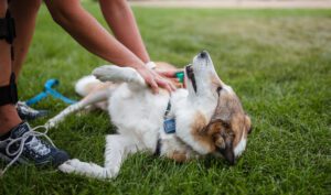 Heartworm Prevention and Dogs