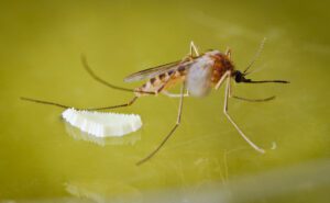 culex_mosquito_stagnant _water_eggs
