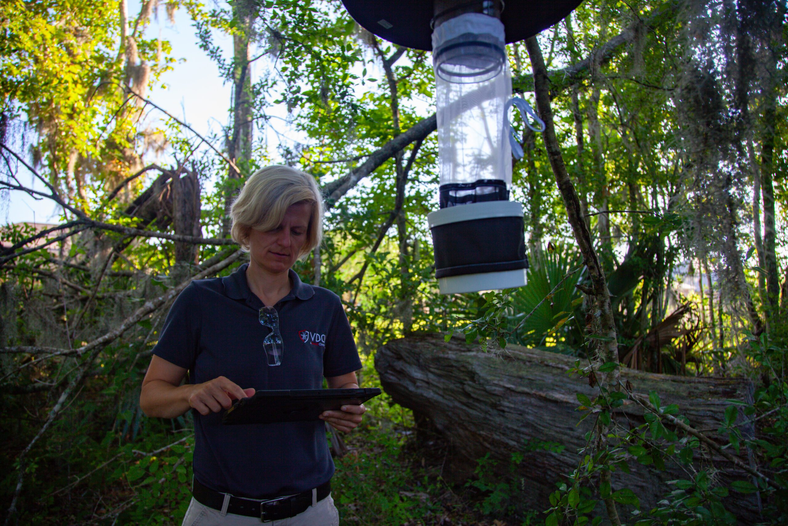 setting-mosquito-adult-mosquito-trap