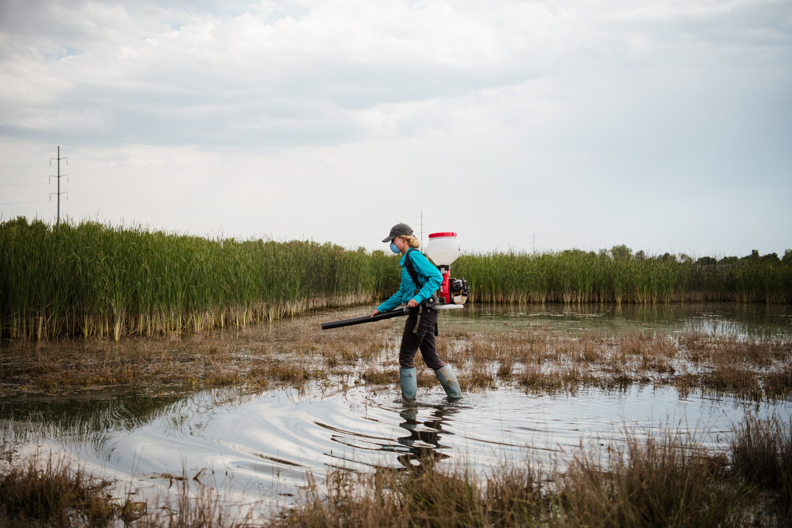 Larviciding 101 Proactive Mosquito Management