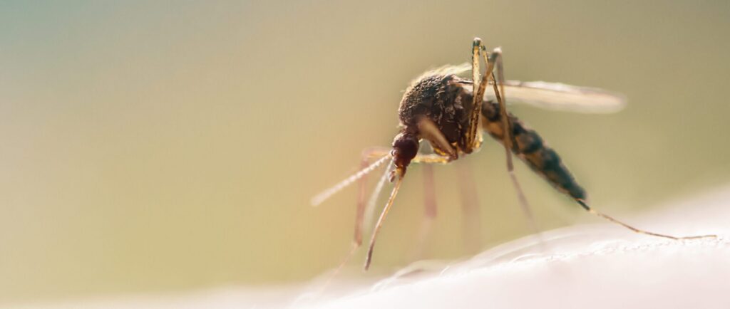 When Do Mosquitoes Go Away at Night?