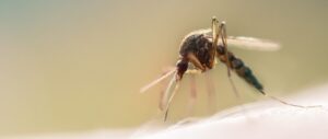 When Do Mosquitoes Go Away at Night?