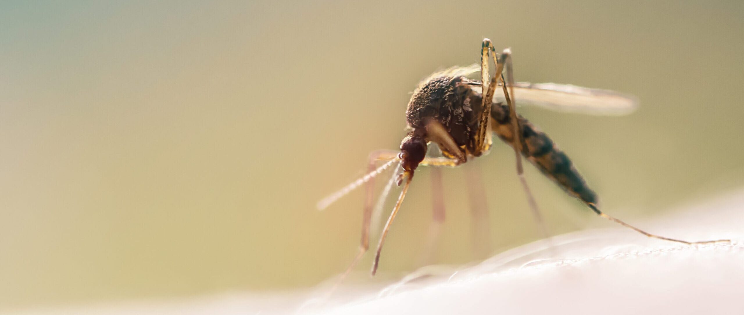 When Do Mosquitoes Go Away at Night?