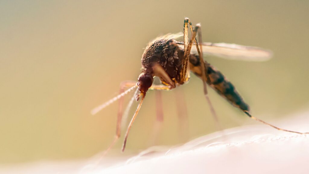 When Do Mosquitoes Go Away at Night?