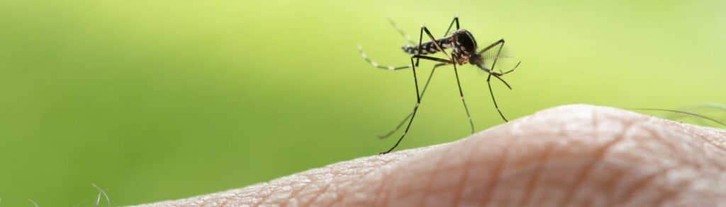 mosquito-borne-disease-vdci