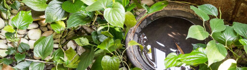 mosquito-breeding-container-vdci