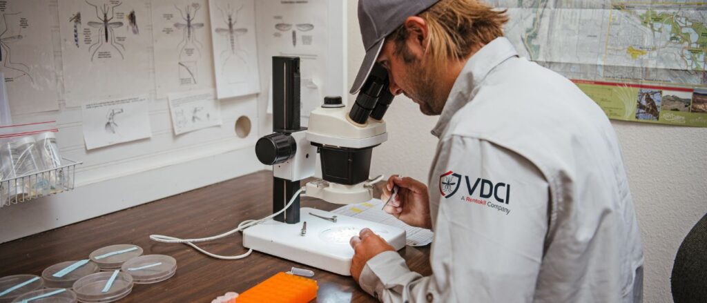 lab technician conducting mosquito species identification under microscope