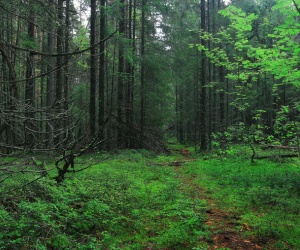 dense forest that is an optimal habitat for mosquitoes