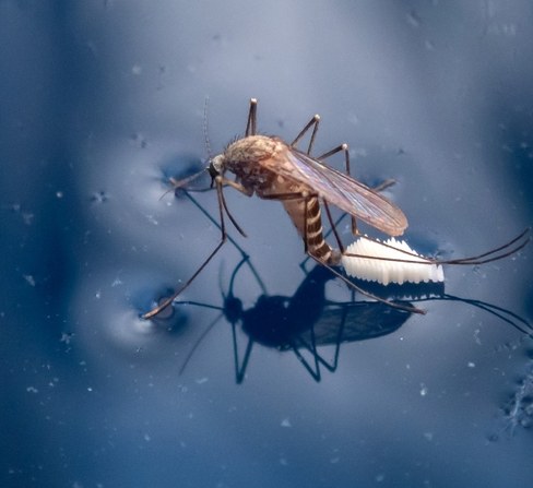 mosquito laying eggs on the surface of the water