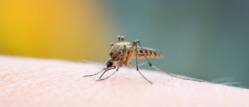 mosquito on the arm of a person