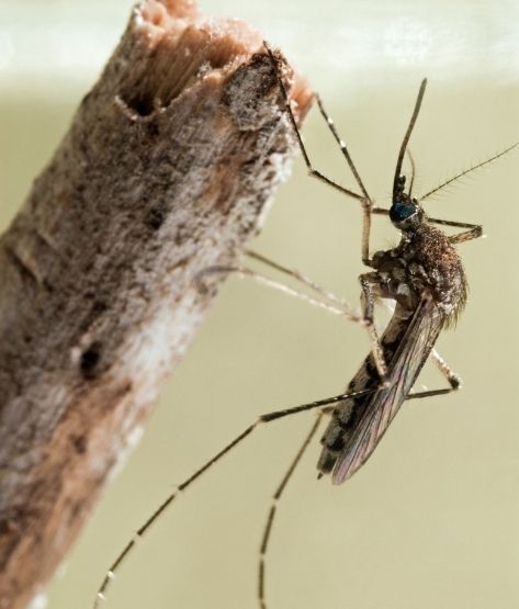 Common Mosquito Pest Aedes vexans on stick