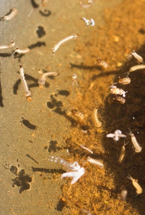 Container Mosquito larvae