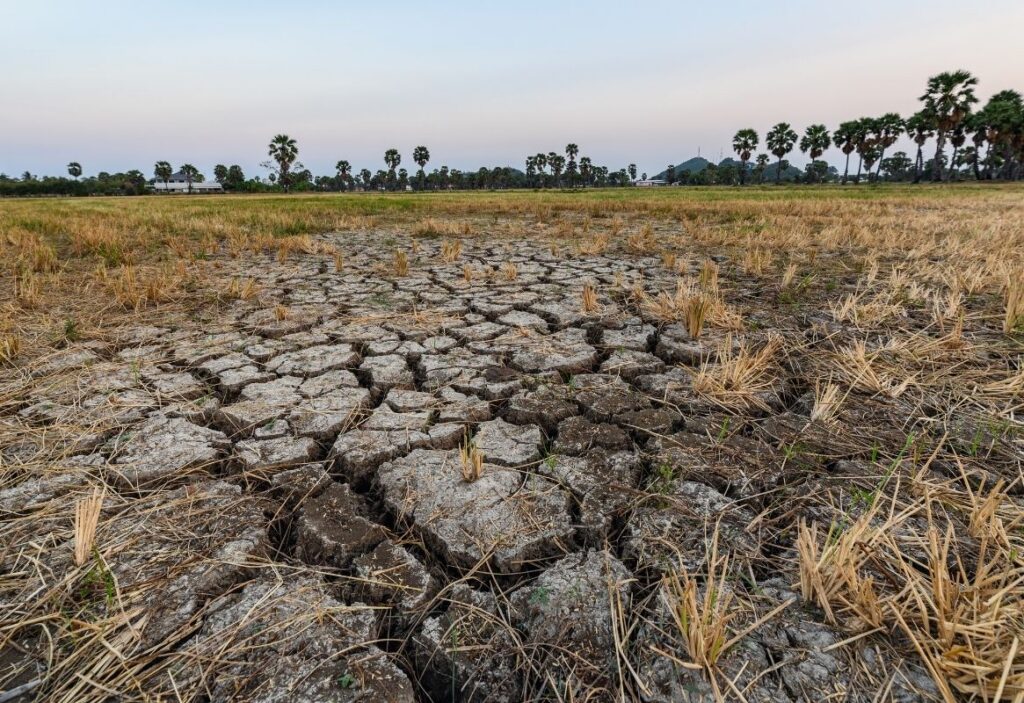 Dry cracked soil ground texture in fields during a drought