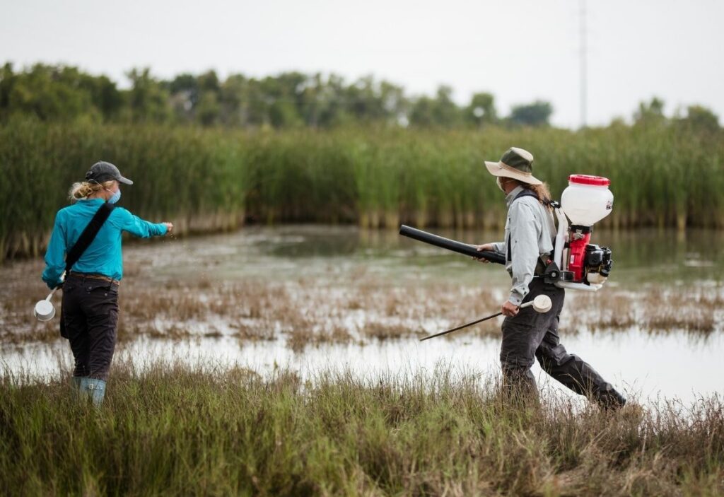 Mosquito Management Experts Performing Larval Surveillance in a Swampy area
