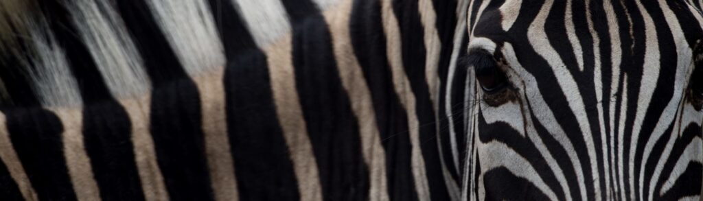Closeup shot of a white and black striped zebra