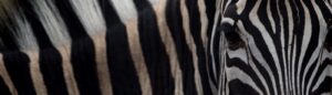 Closeup shot of a white and black striped zebra