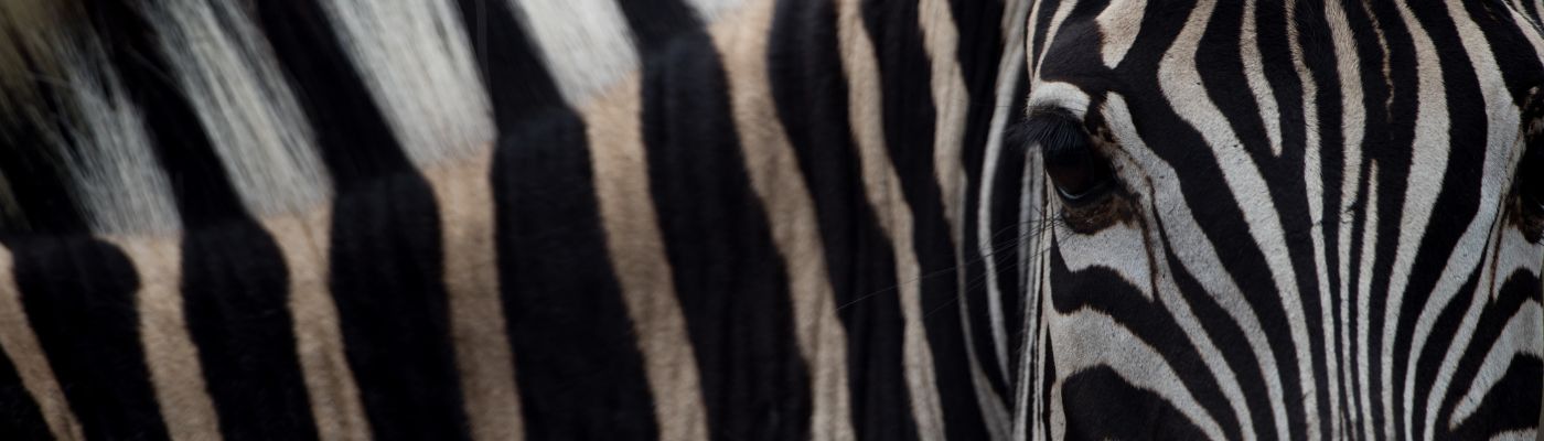 Closeup shot of a white and black striped zebra