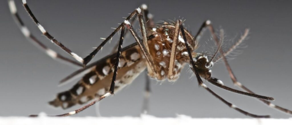 Macro Photo of Yellow Fever Mosquito Isolated on Background