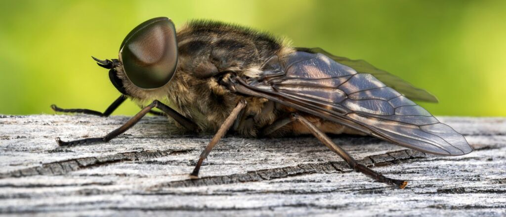 Macro profile of a horse fly of the tabanidae family, a blood sucking insect, resting on wood, flying wildlife stock photo image (1)
