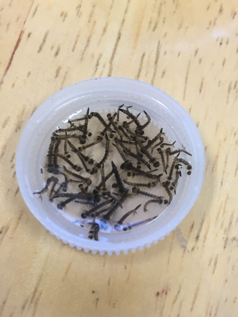 What Happens If You Skip Early-Season Larval Control?