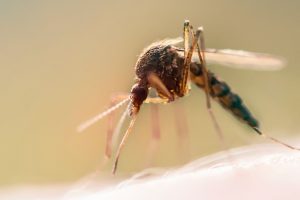 When Do Mosquitoes Go Away at Night?